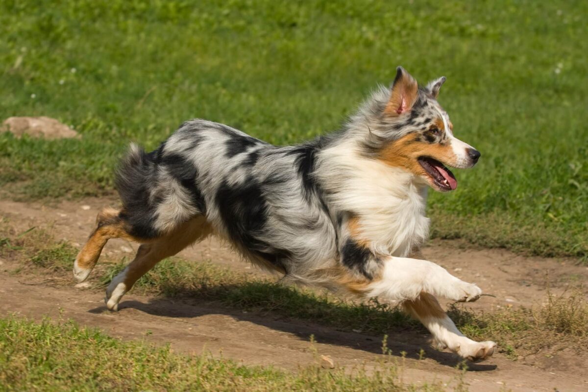 13 Dog Breeds Most Likely to Break Out (And Then Get
Lost)