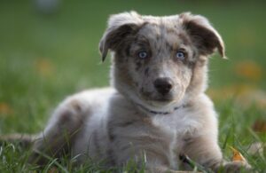 13 Dog Breeds With Hypnotically Blue Eyes