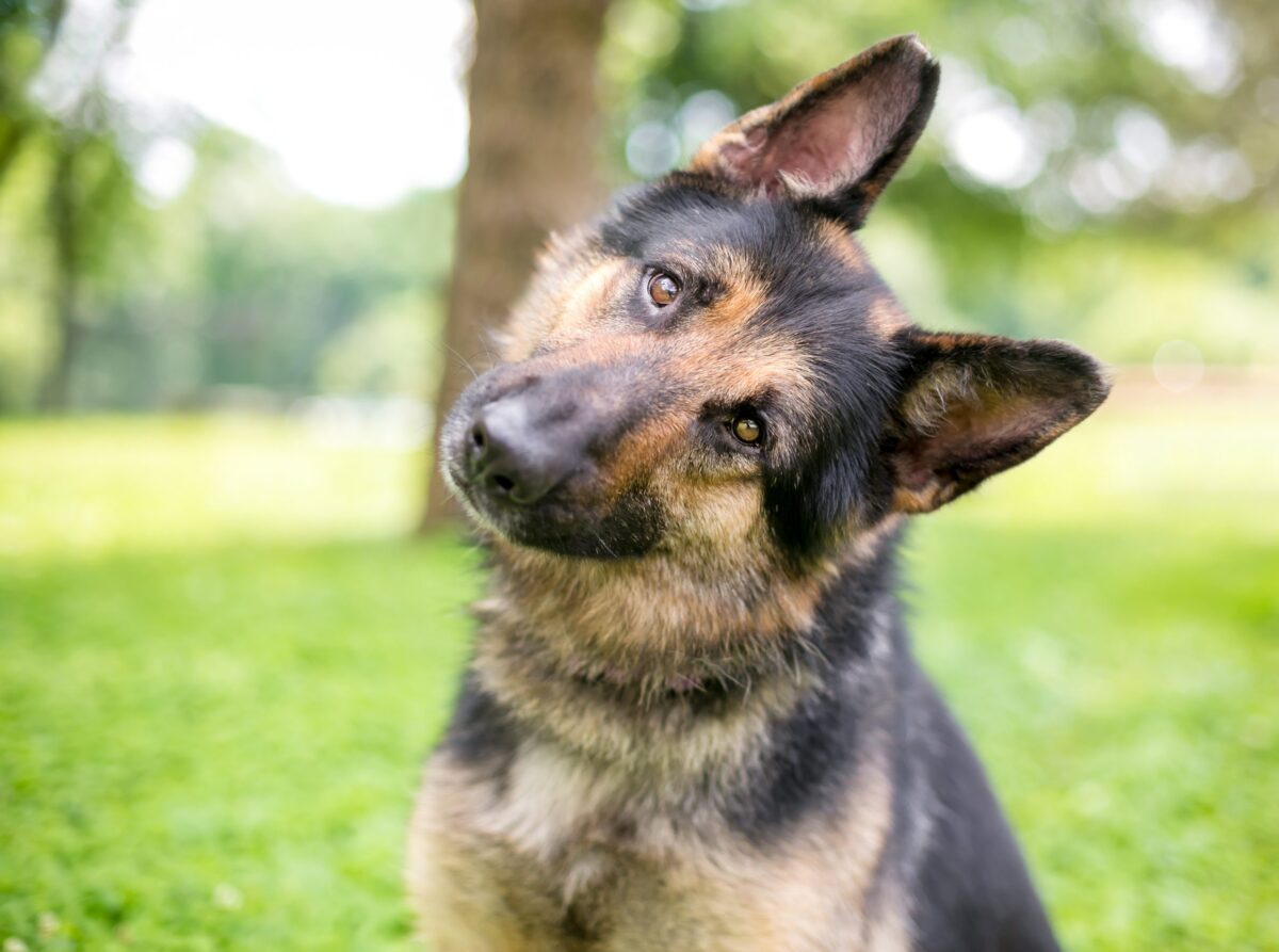 13 Real Reasons Dogs Tilt Their Heads When You Speak