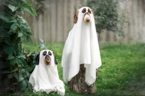 13 Scientific Theories on Whether Dogs Can See
Ghosts