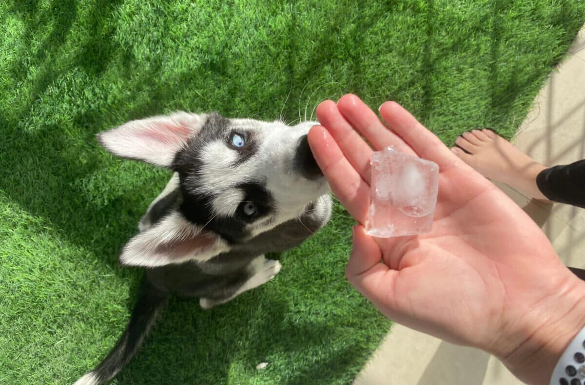 13 Surprising Facts About Dogs’ Obsession with Ice
Cubes