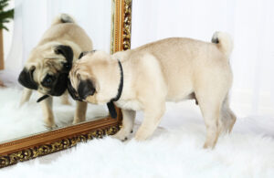 13 Surprising Facts About Dogs Recognizing Themselves In
Mirrors