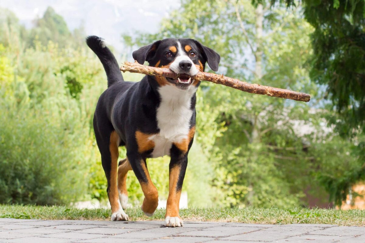 Young,Sennenhund,,Playing,With,Long,Branch,,Playfull,Look,In,Eyes