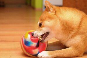 14 Primal Reasons Why Dogs Shake Their Toys