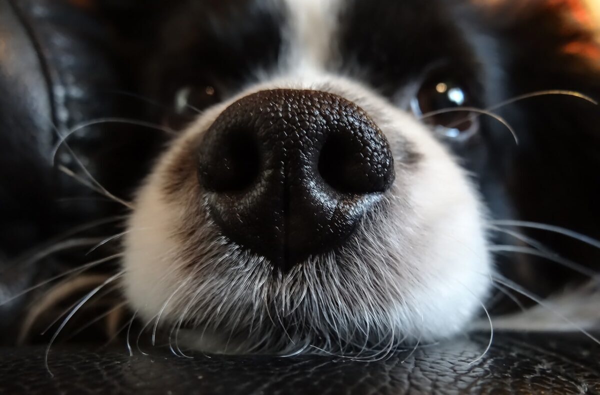 15 Crucial Reasons Why Dogs Have Wet Noses