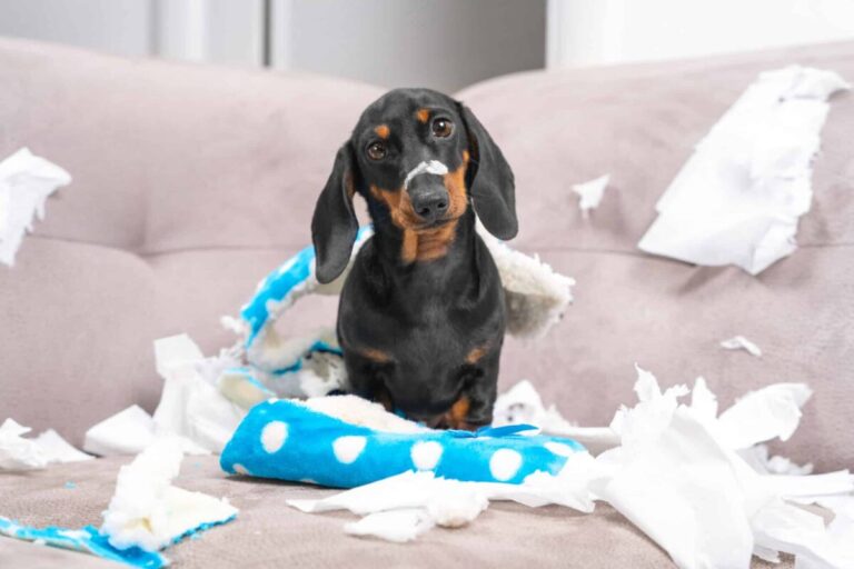 15 Dog Behaviors You’re Probably Misunderstanding