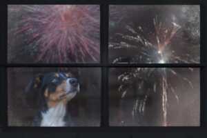 15 Easy Tips To Keep Your Dog Calm During Fireworks