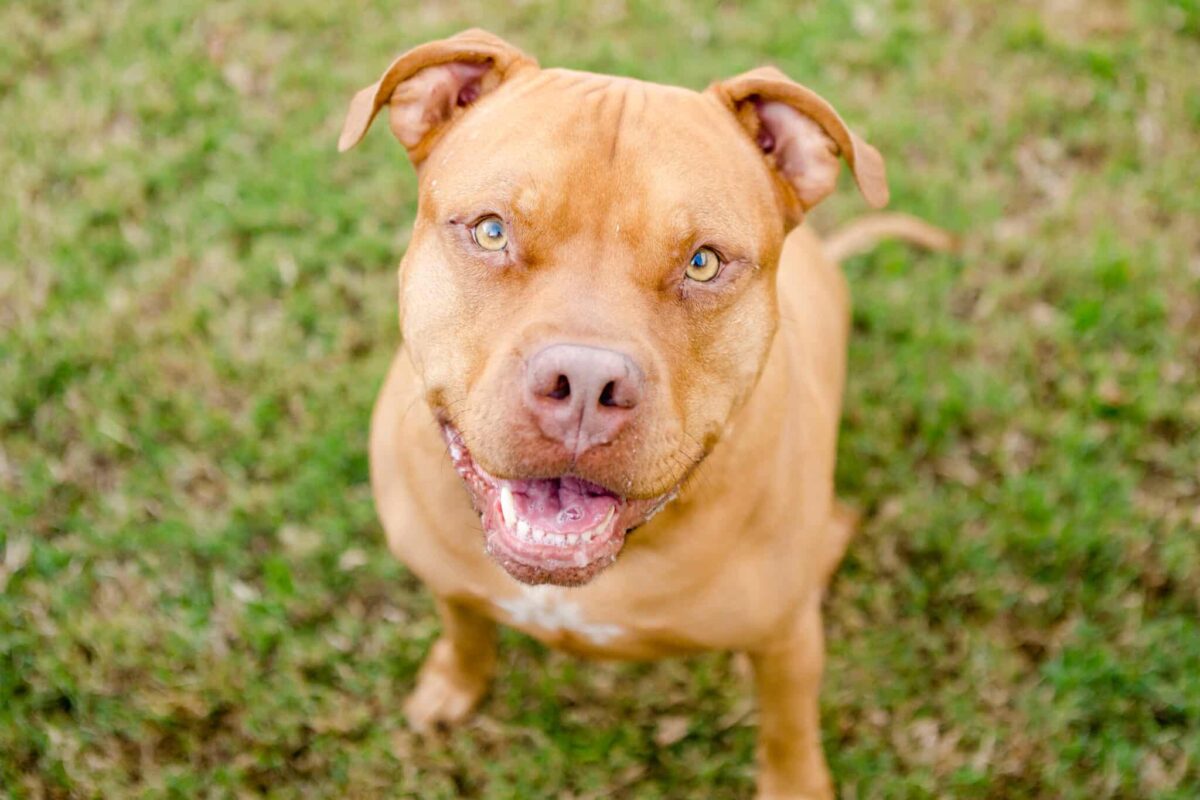 15 Little Known Facts Every Pit Bull Owner Should
Know