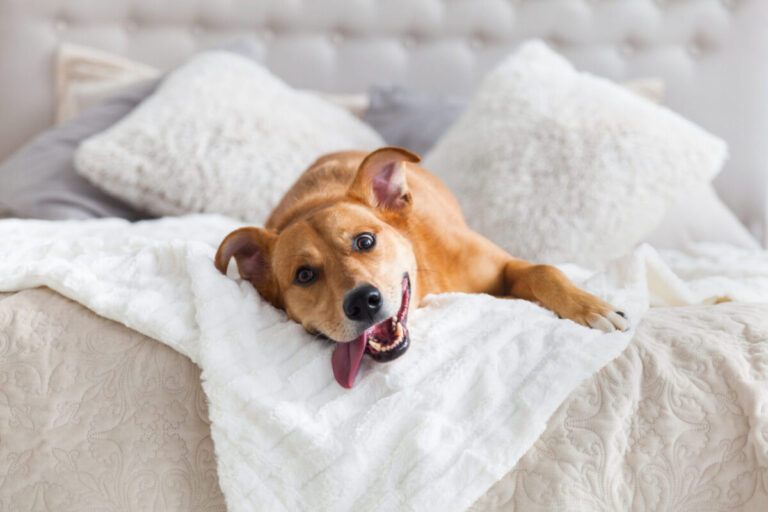 15 Pet-Friendly Hotels in the U.S. You Can’t Miss