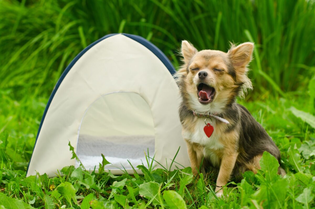 15 Surprising Meanings Behind Dog Yawns