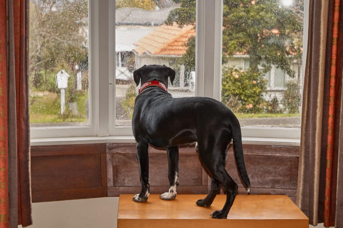 Dog,Looking,Out,Of,The,Window,Waiting,For,His,Owner