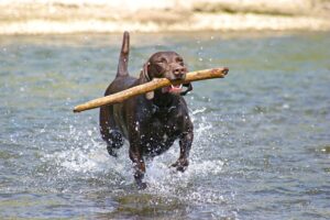 16 Best Hunting Dog Breeds: Dogs That Excel in the
Field