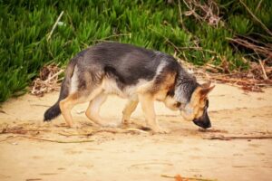 16 Best Working Dog Breeds: Dogs That Excel at Their
Jobs