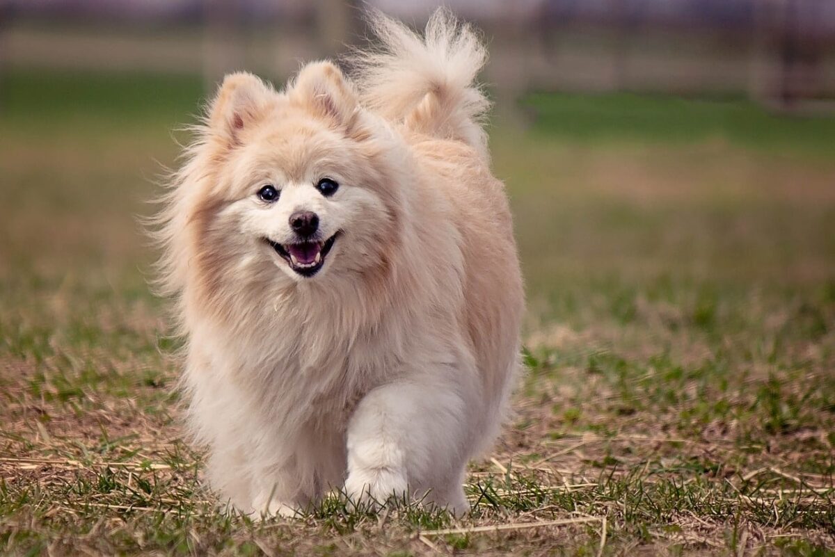 16 Most Charismatic Dog Breeds: Dogs With Irresistible
Charm