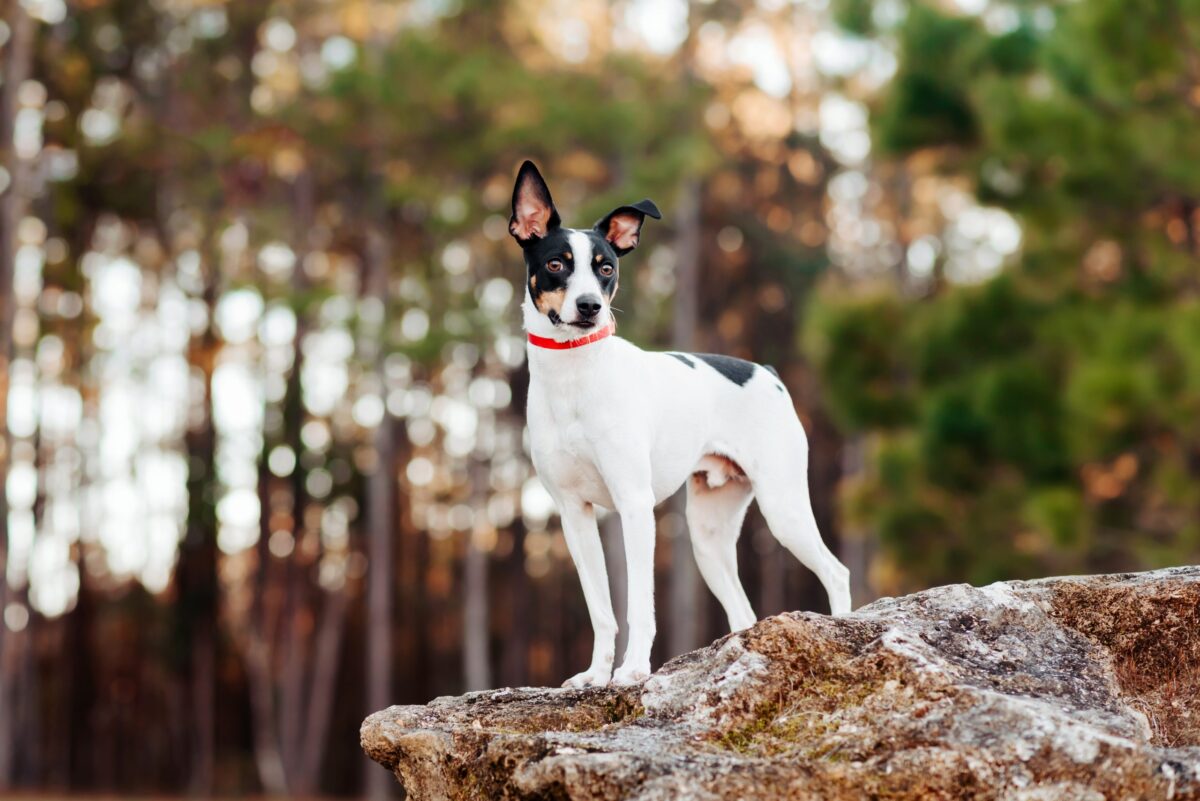 16 Most Intelligent Small Dog Breeds: Small Dogs With Big
Brains