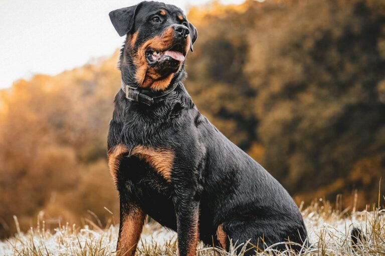 16 Most Vigilant Dog Breeds: Dogs That Are Always on
Guard