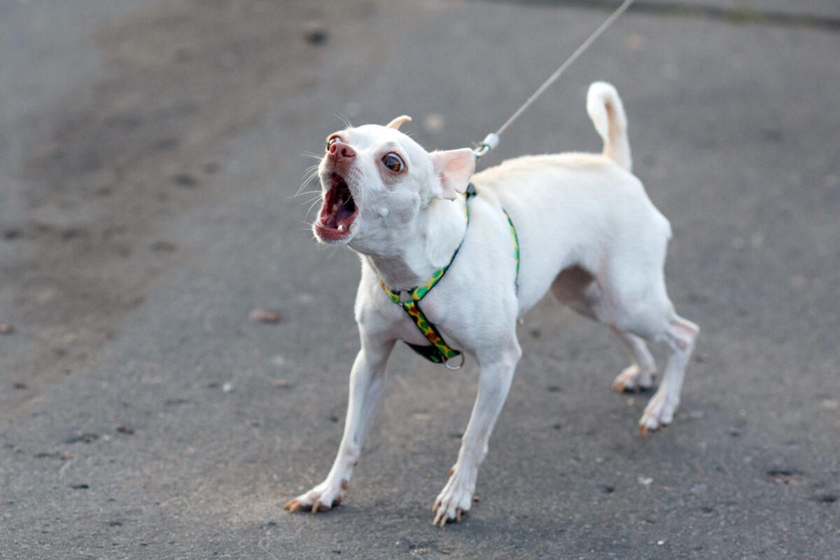 16 Most Vocal Dog Breeds: Dogs With A Lot To Say