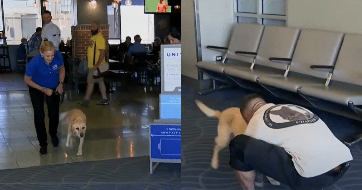 2-Years Later, Soldier Reunites with His ‘Beloved’ Partner
Dog at the Airport