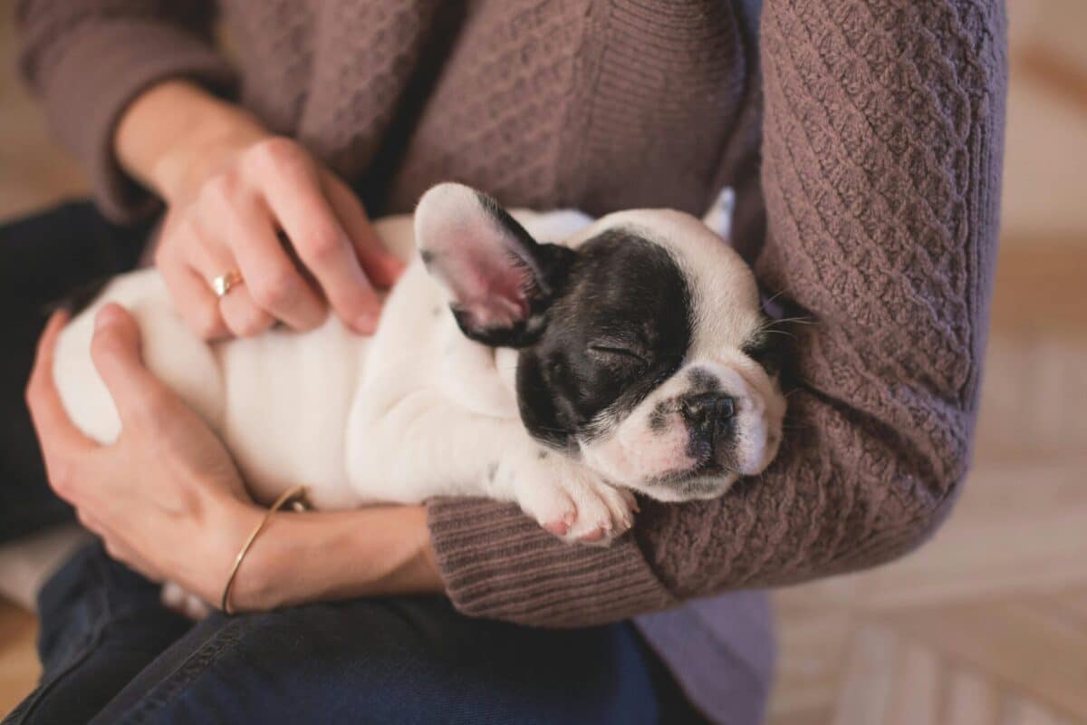 23 Dogs Who Believe Naps Are a Full-Time Job