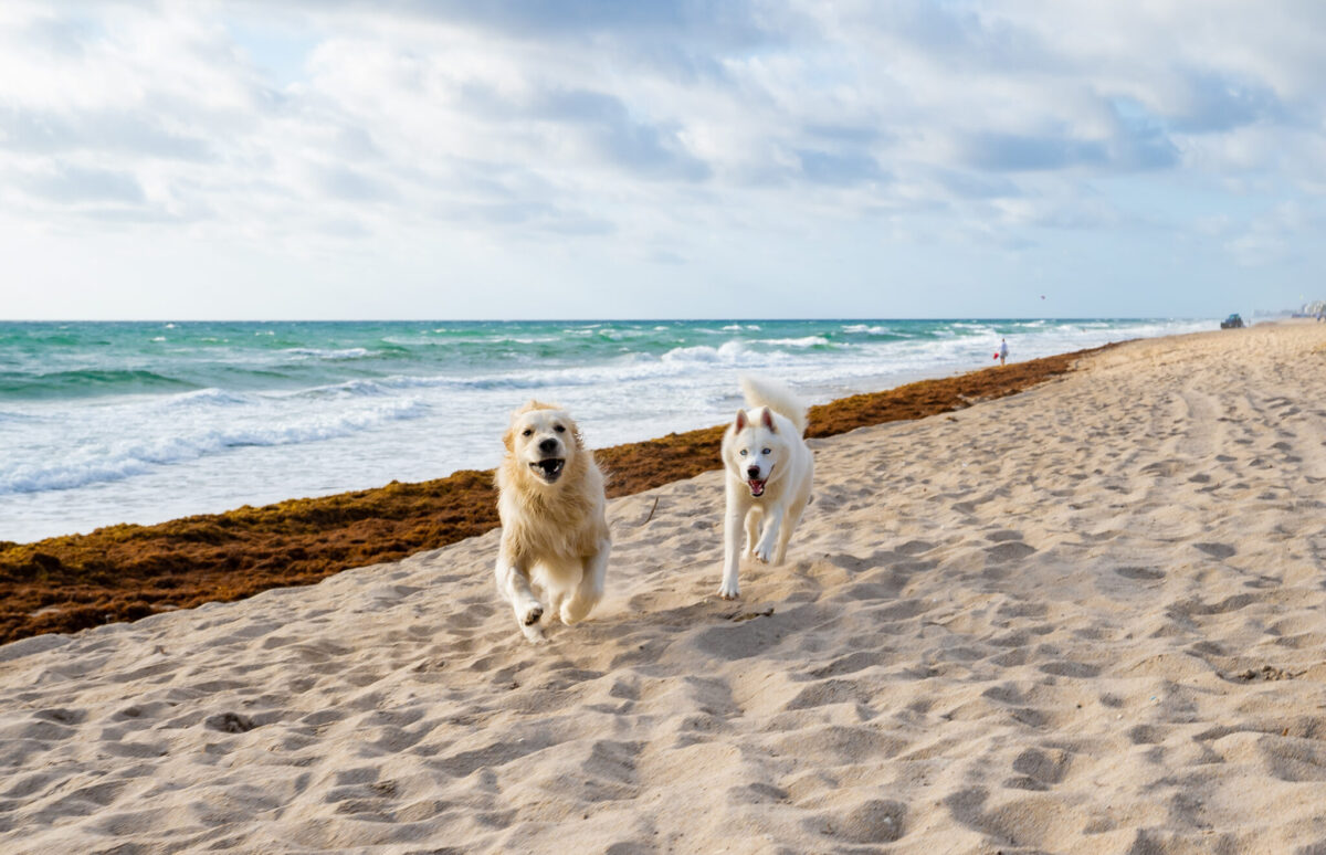 25 Pawesome Dog Beaches Your Pup Will Love