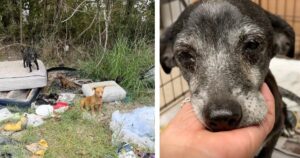 3-Generations of Abandoned Dogs Find Hope Thanks to
Compassionate Rescuer