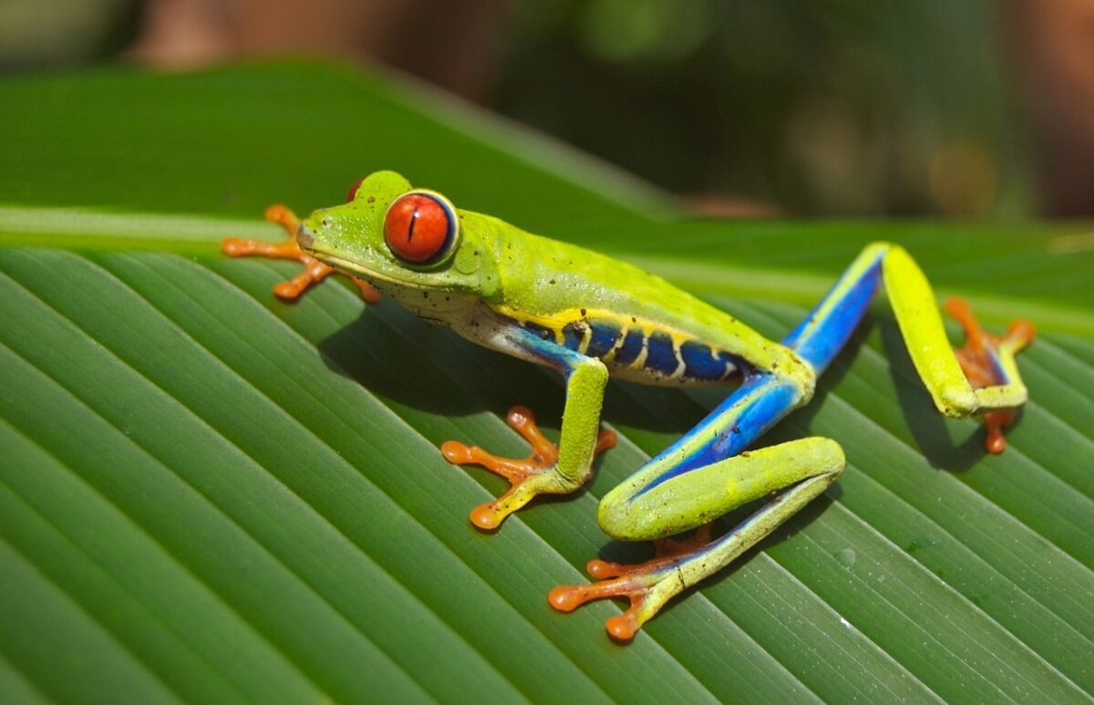 30 Most Unusual Rainforest Animals