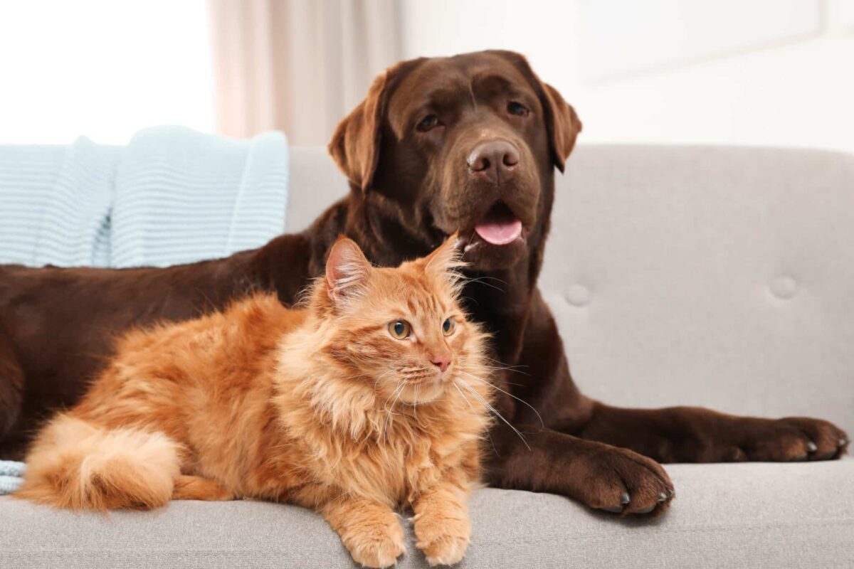 33 Dog Breeds That Are Besties with Cats