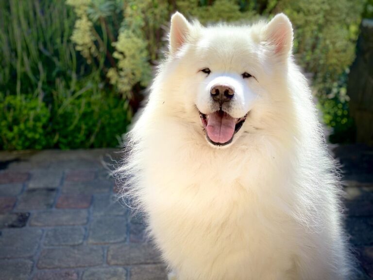 33 Fluffy Dog Breeds That Bring the Cuddles, Not the
Chaos