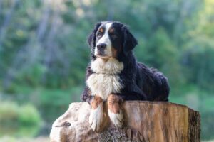 Bernese,Mountain,Dog,Lying,On,Stump