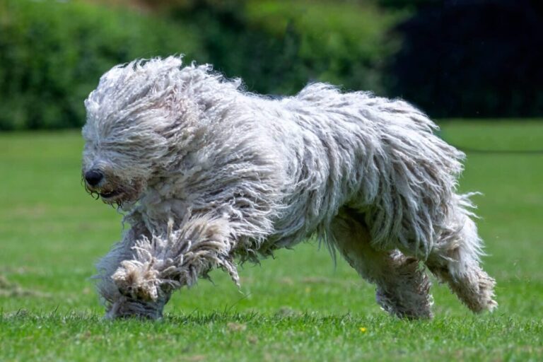 7 Dog Breeds Most Likely to Be Mistaken for a Rug