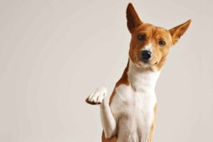 Friendly,Smart,Basenji,Dog,Giving,His,Paw,Close,Up,Isolated