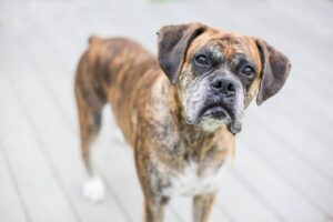 7 Dog Breeds Most Prone to Heart Disease