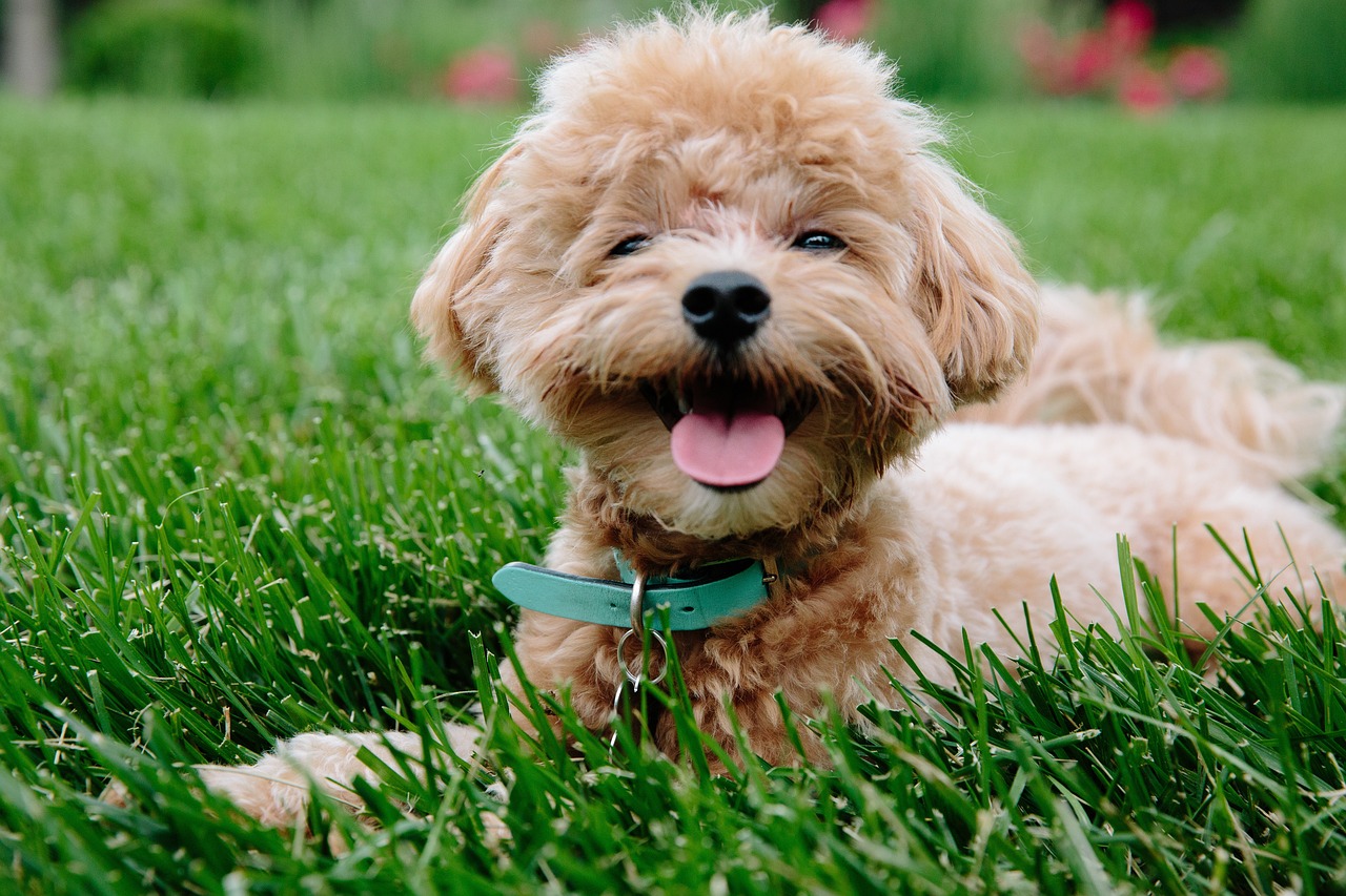 7 Dog Breeds That Are Brilliant at Detecting Medical
Conditions