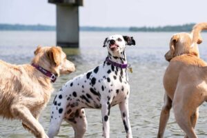 7 Ways to Help Your Dog Get Along With Other Dogs