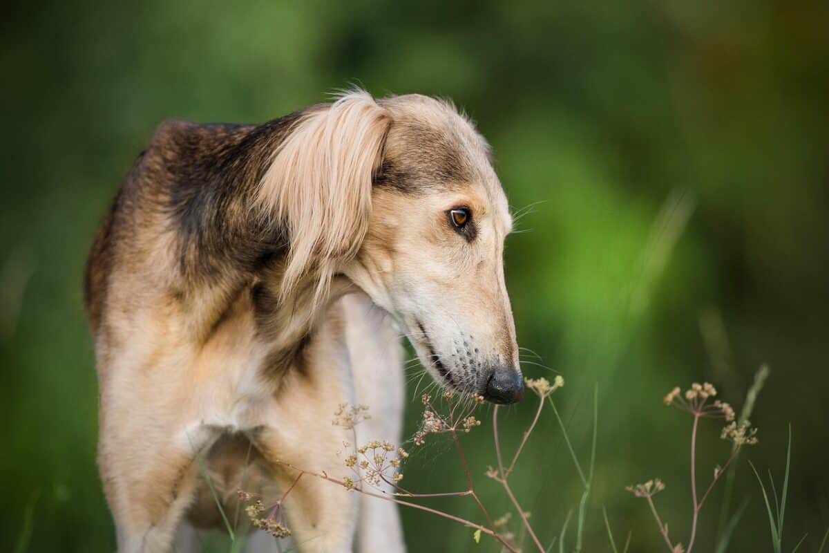 8 Dog Breeds That Look Like They’ve Jumped Out of a Fairy
Tale