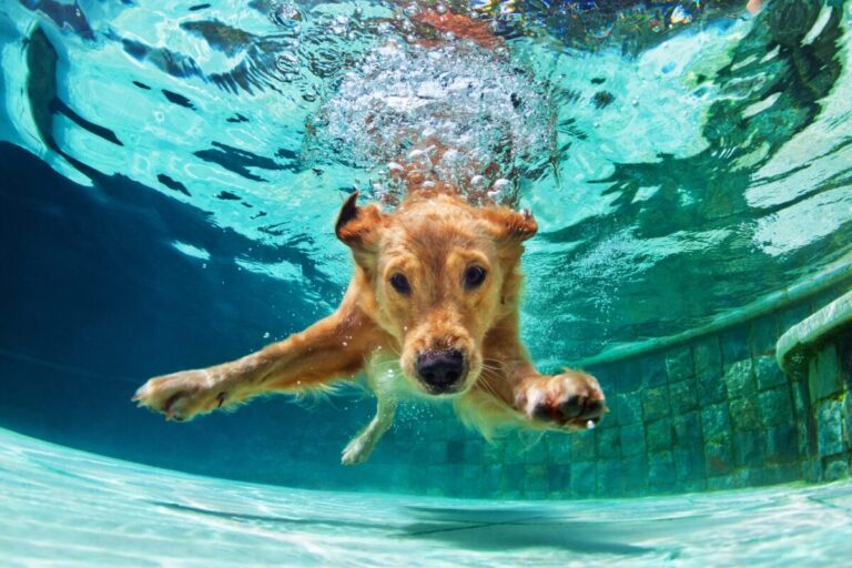 15 Water-Loving Dog Breeds That Make a Splash In Every
Season