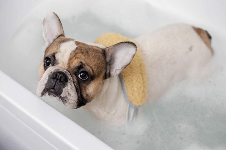 9 Best Oatmeal Shampoos for Dogs in 2024 – Reviews &amp;
Top Picks