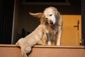 9 Deadly Diseases Your Dog Can Catch From Other Dogs