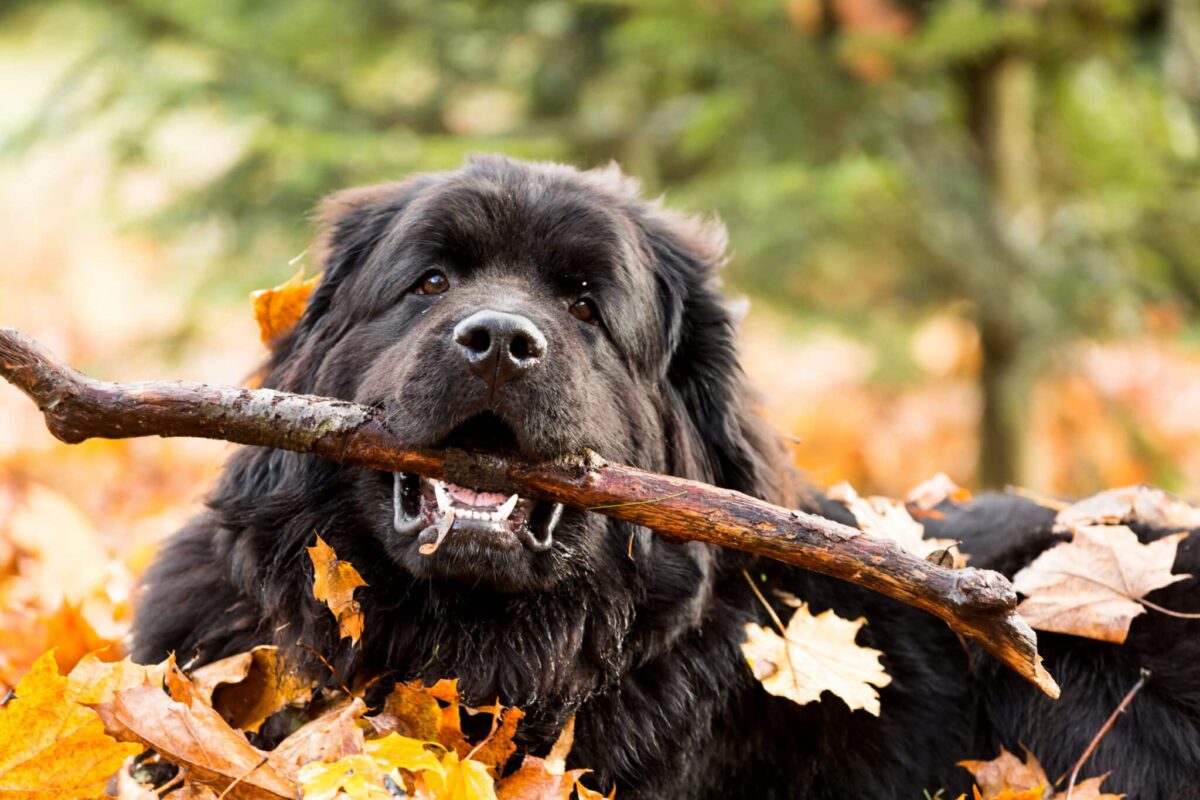 9 Dog Breeds Ready For Rain, Shine, Or Snow