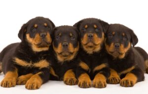 9 Dog Breeds That Produce The Largest Puppy Litters