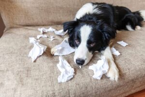 Naughty,Playful,Puppy,Dog,Border,Collie,After,Mischief,Biting,Toilet