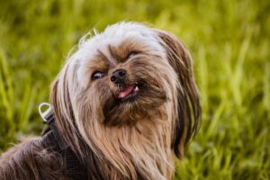 9 Dog Breeds With Faces That Steal The Show