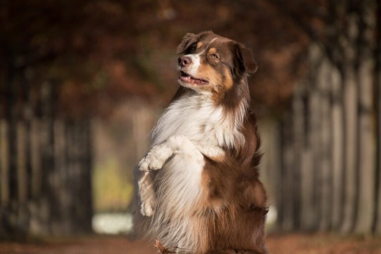 9 Fun Facts You Didn’t Know About Australian
Shepherds