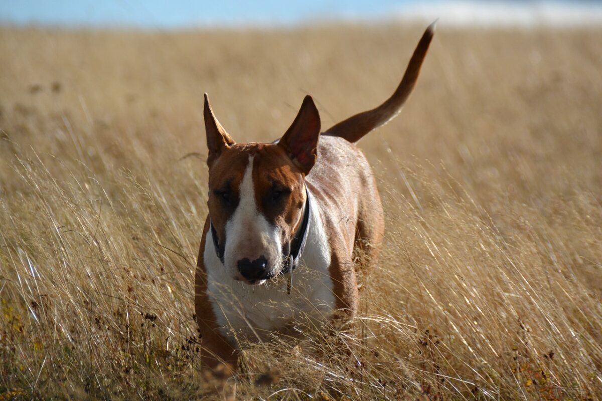 9 Fun Facts You Didn’t Know About Bull Terriers