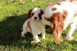 9 Fun Facts You Didn’t Know About Cavaliers