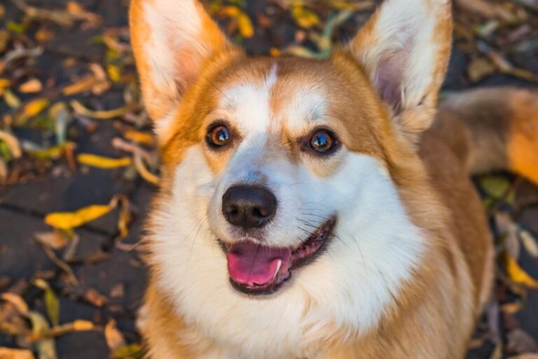 9 Fun Facts You Didn’t Know About Corgis