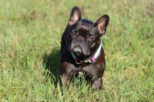 9 Fun Facts You Didn’t Know About French Bulldogs