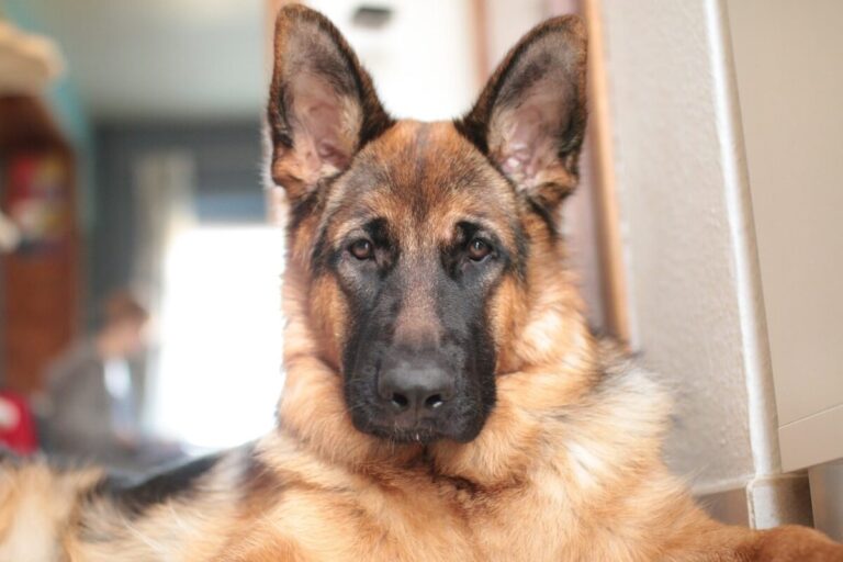 9 Fun Facts You Didn’t Know About German Shepherds