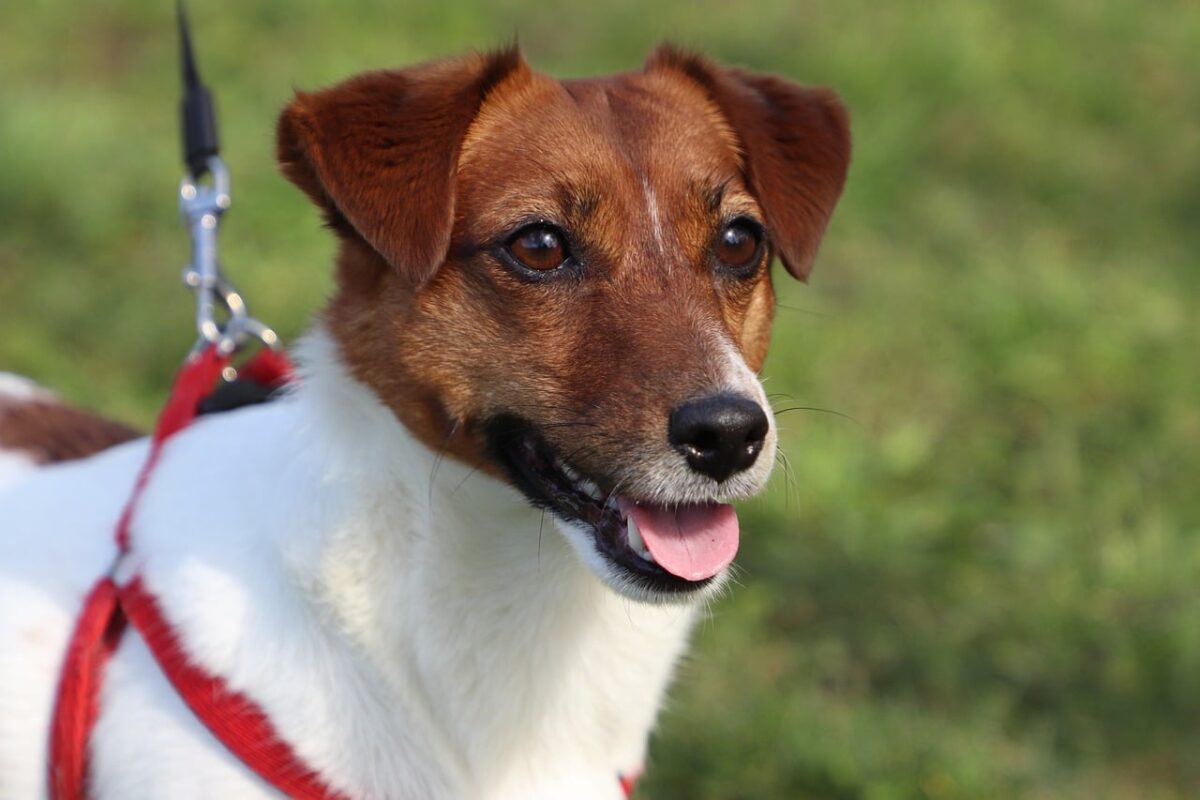 9 Fun Facts You Didn’t Know About Jack Russells