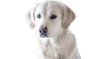 9 Fun Facts You Didn’t Know About Labrador
Retrievers